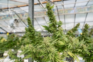 Lush green cannabis plants with dense, leafy buds are growing inside a greenhouse. The structure features a transparent ceiling allowing natural light to illuminate the plants, which are arranged in an orderly fashion.