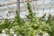 Lush green cannabis plants with dense, leafy buds are growing inside a greenhouse. The structure features a transparent ceiling allowing natural light to illuminate the plants, which are arranged in an orderly fashion.