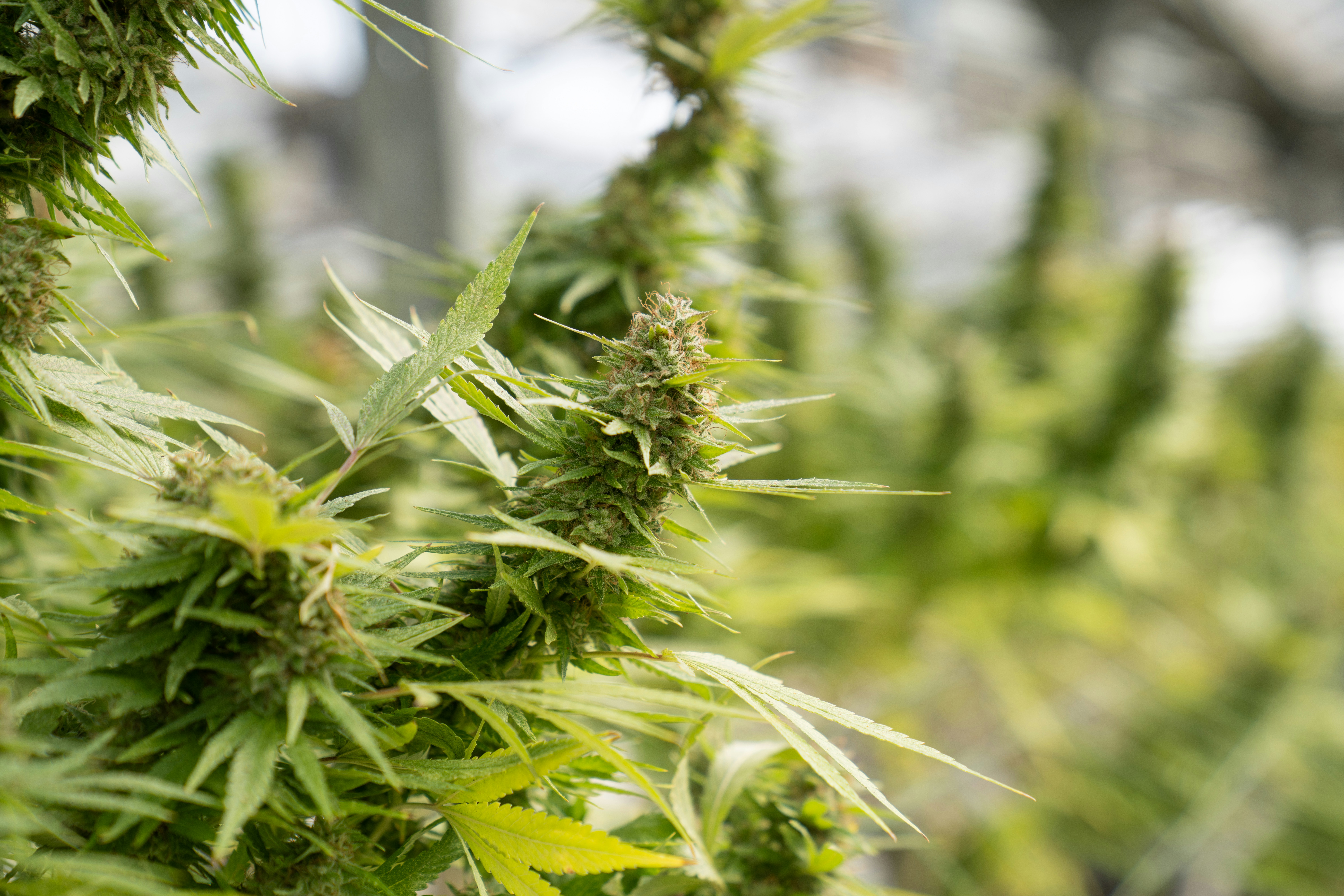 Photo by crystalweed