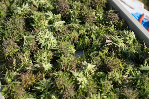 laying cannabis buds on rack drying