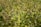 A dense field of cannabis plants with vibrant green leaves and mature, dark green buds. The plants are closely packed, creating a lush, textured landscape.