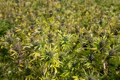 A dense field of cannabis plants with vibrant green leaves and mature, dark green buds. The plants are closely packed, creating a lush, textured landscape.