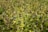 A dense field of cannabis plants with vibrant green leaves and mature, dark green buds. The plants are closely packed, creating a lush, textured landscape.