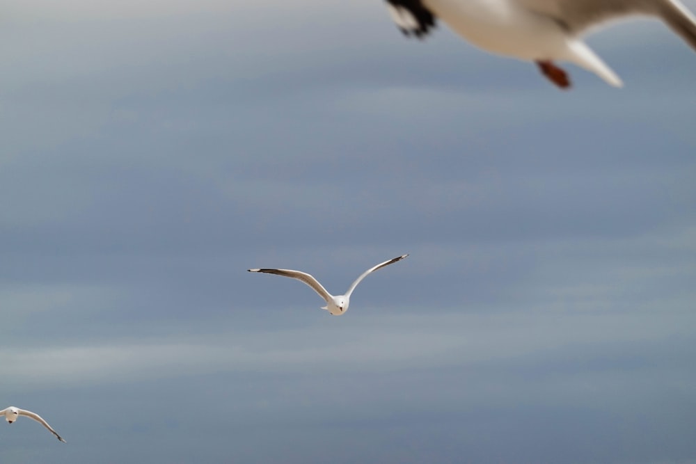 two seagulls are flying in the sky