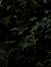 a black and white photo of a bird in a tree