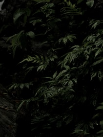 a black and white photo of a bird in a tree