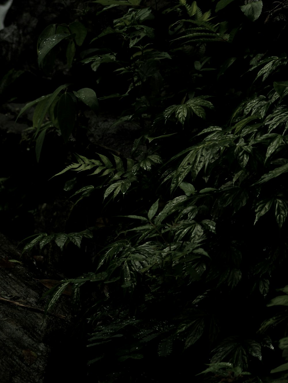 Una foto en blanco y negro de un pájaro en un árbol