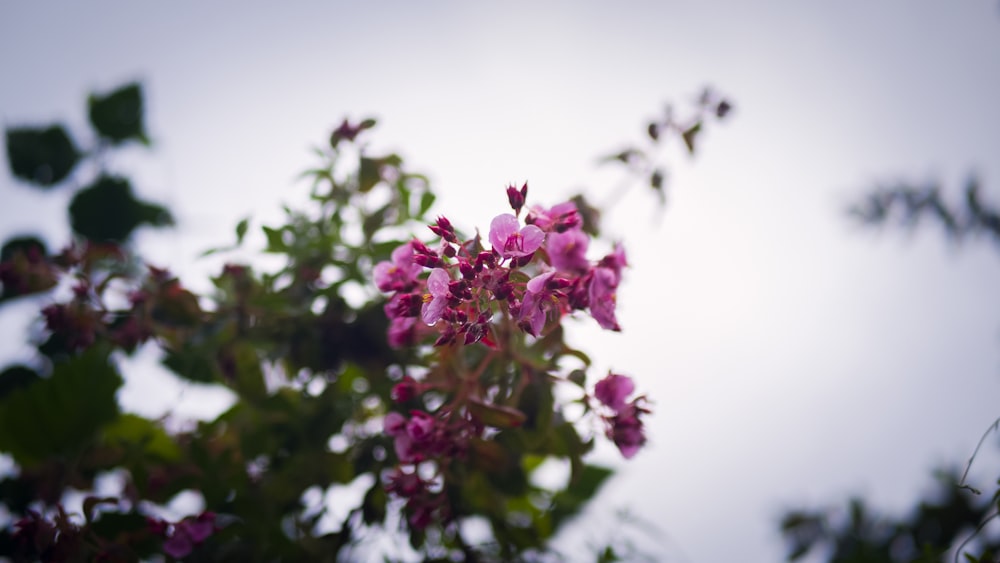 a close up of a tree with purple flowers