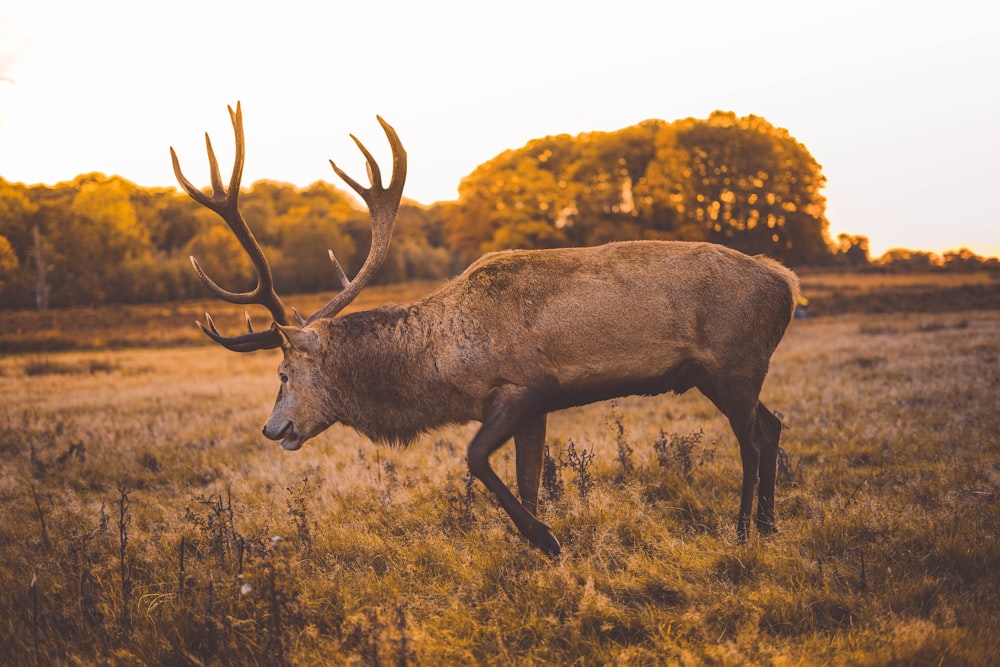 a large elk standing on top of a grass covered field