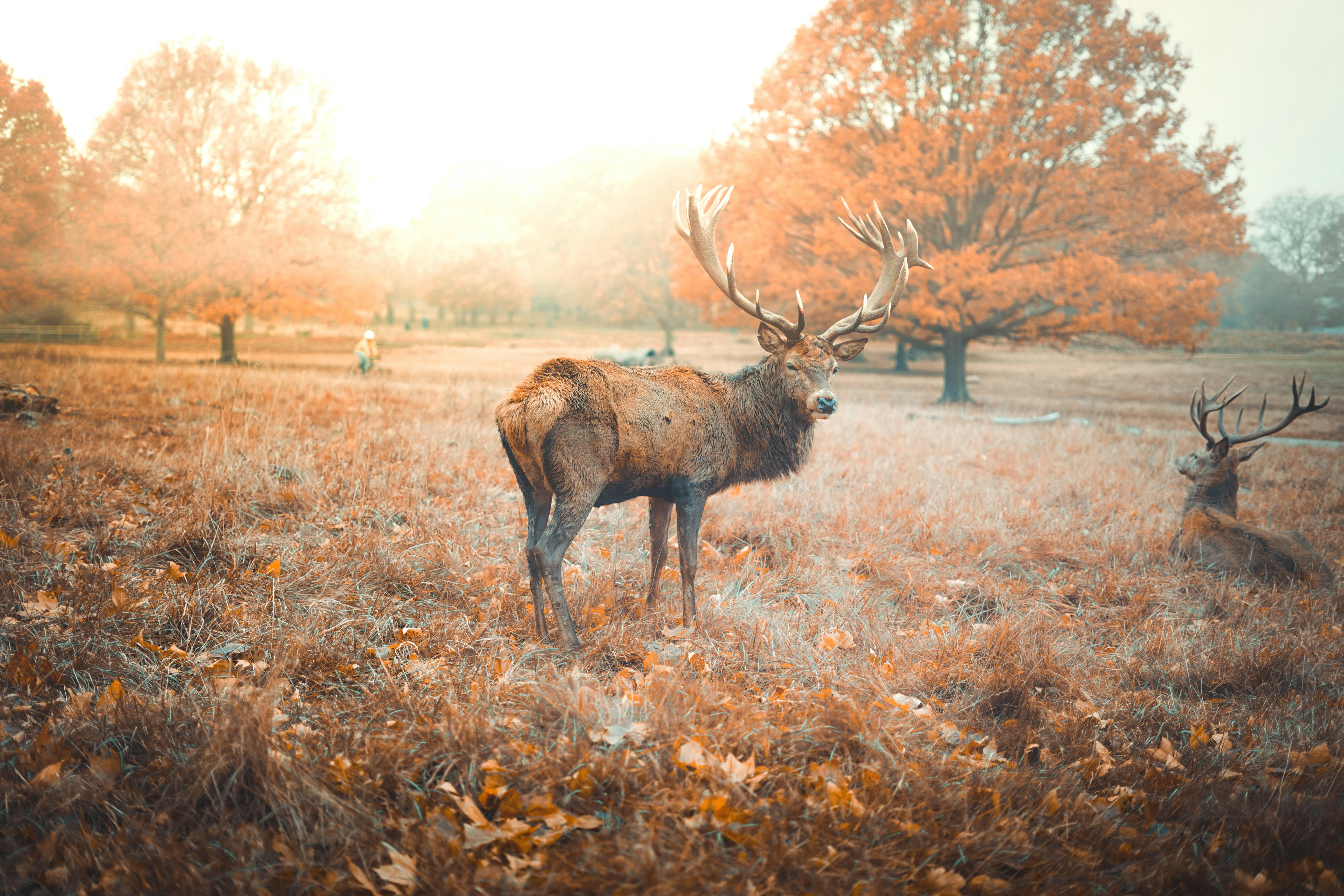 Photo by caglarcan