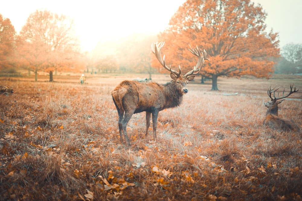 a large elk standing on top of a grass covered field