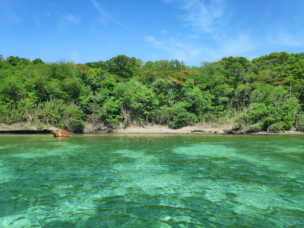 a body of water with trees in the background