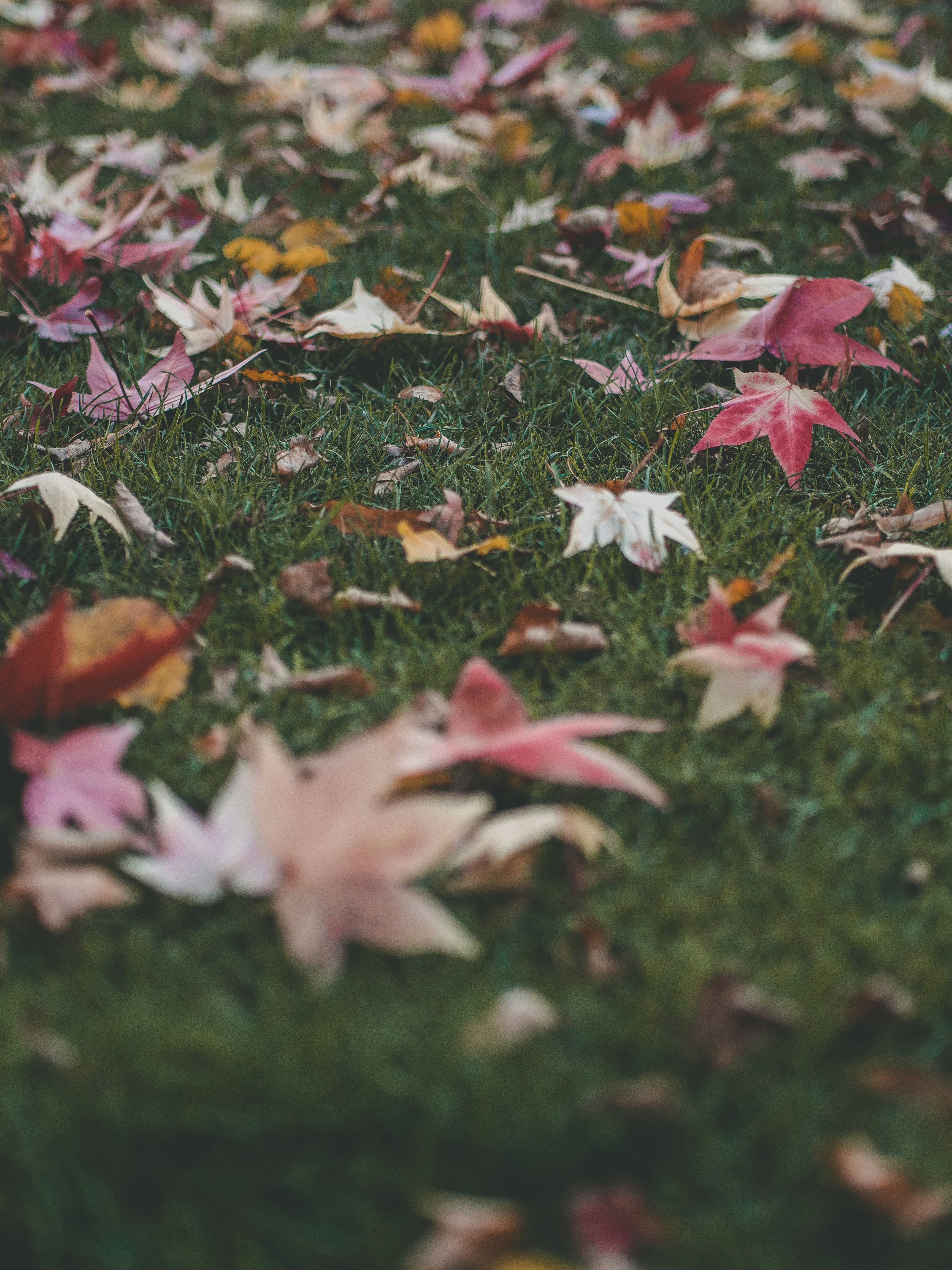 a bunch of leaves that are laying on the ground