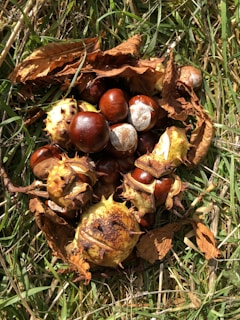 Conkers