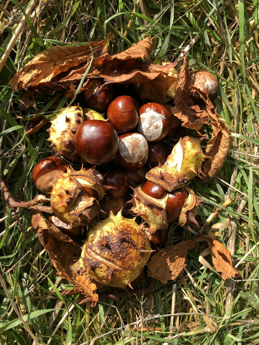 chestnuts and leaves on the ground in the grass