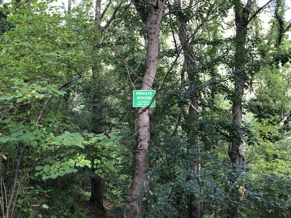 a green street sign hanging from the side of a tree