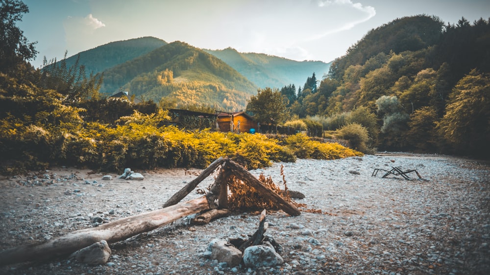 a log sitting on top of a river next to a forest