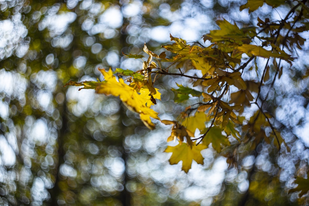 a tree branch with yellow leaves in the foreground