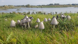 Several mushrooms with tall stems and umbrella-shaped caps growing in a lush green field near a large body of water. The background shows a serene landscape with trees and greenery, along with a partly cloudy sky.