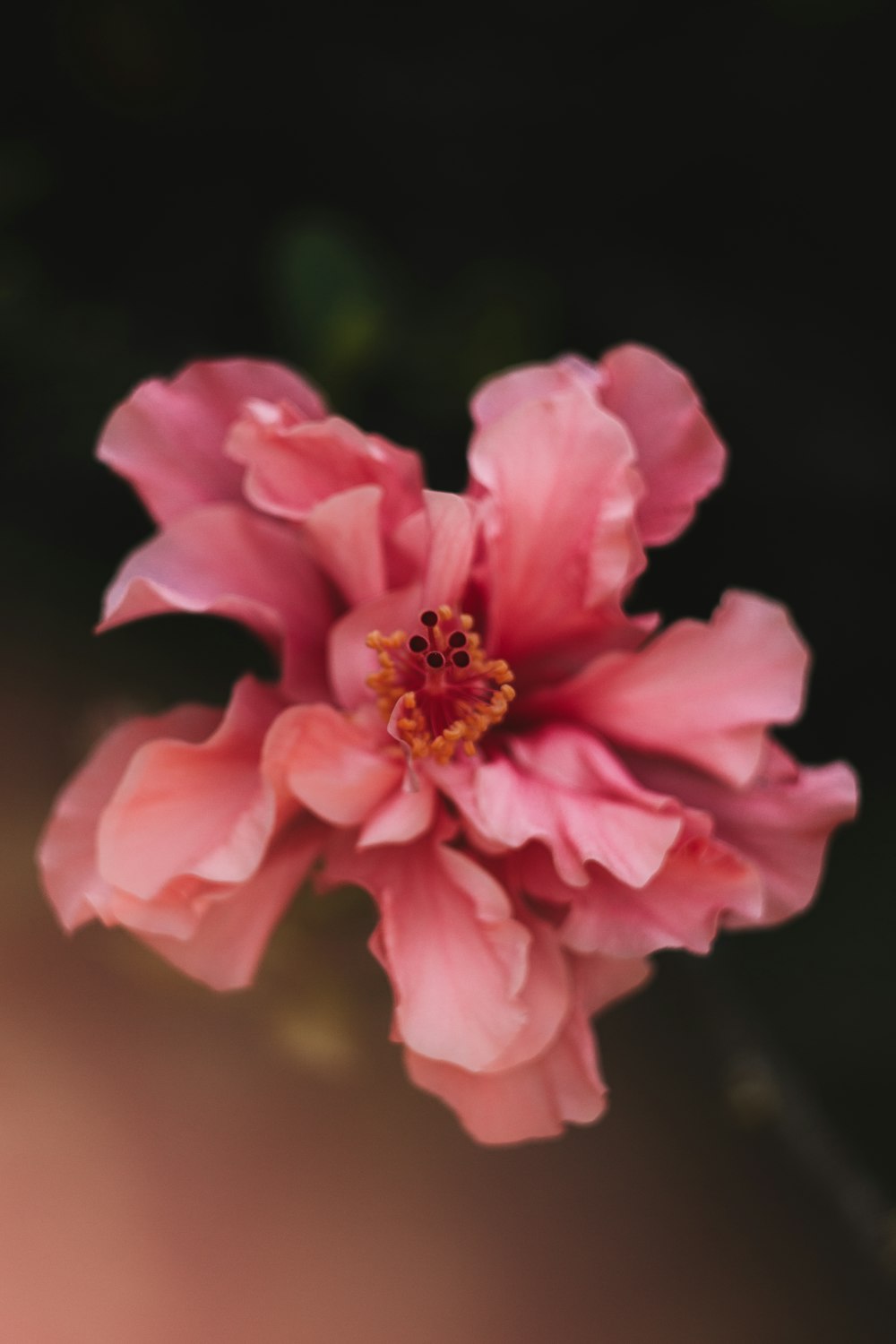 a pink flower with a yellow center on a black background