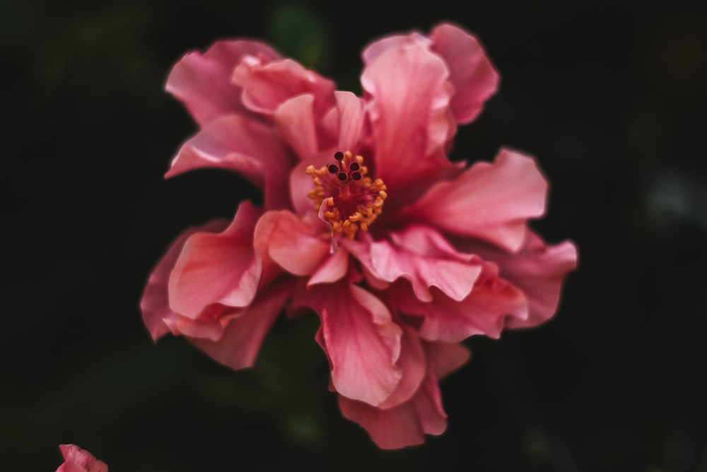 a close up of a pink flower on a black background