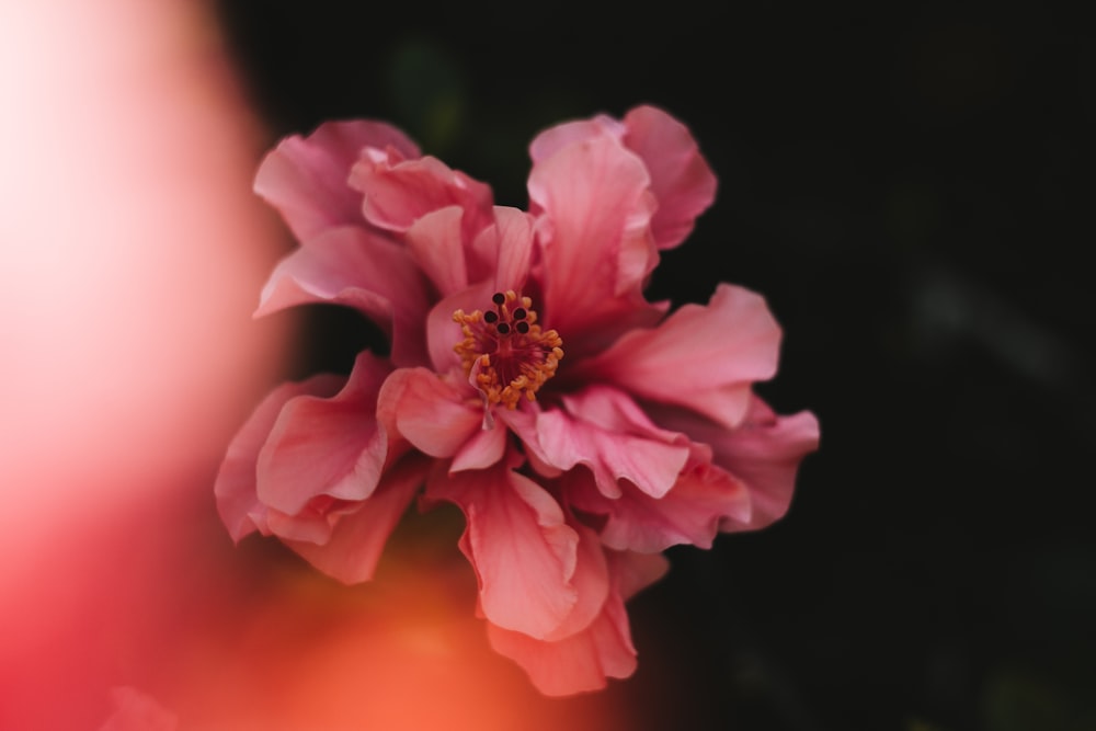 a close up of a pink flower with a blurry background