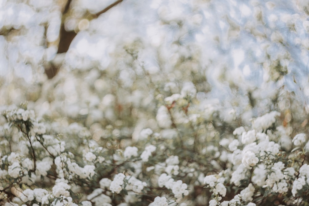 a bunch of white flowers in a field