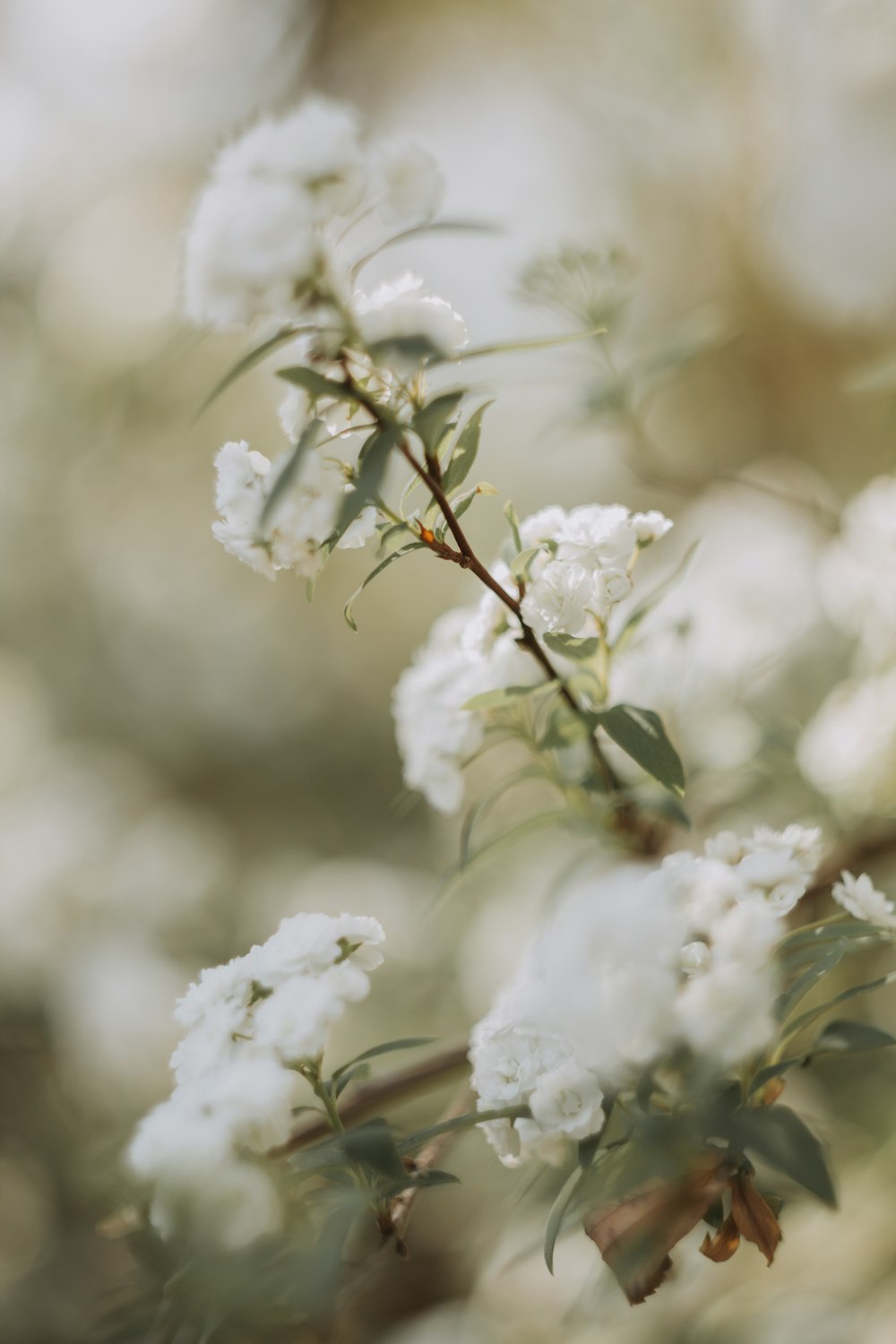 a branch of a tree with white flowers