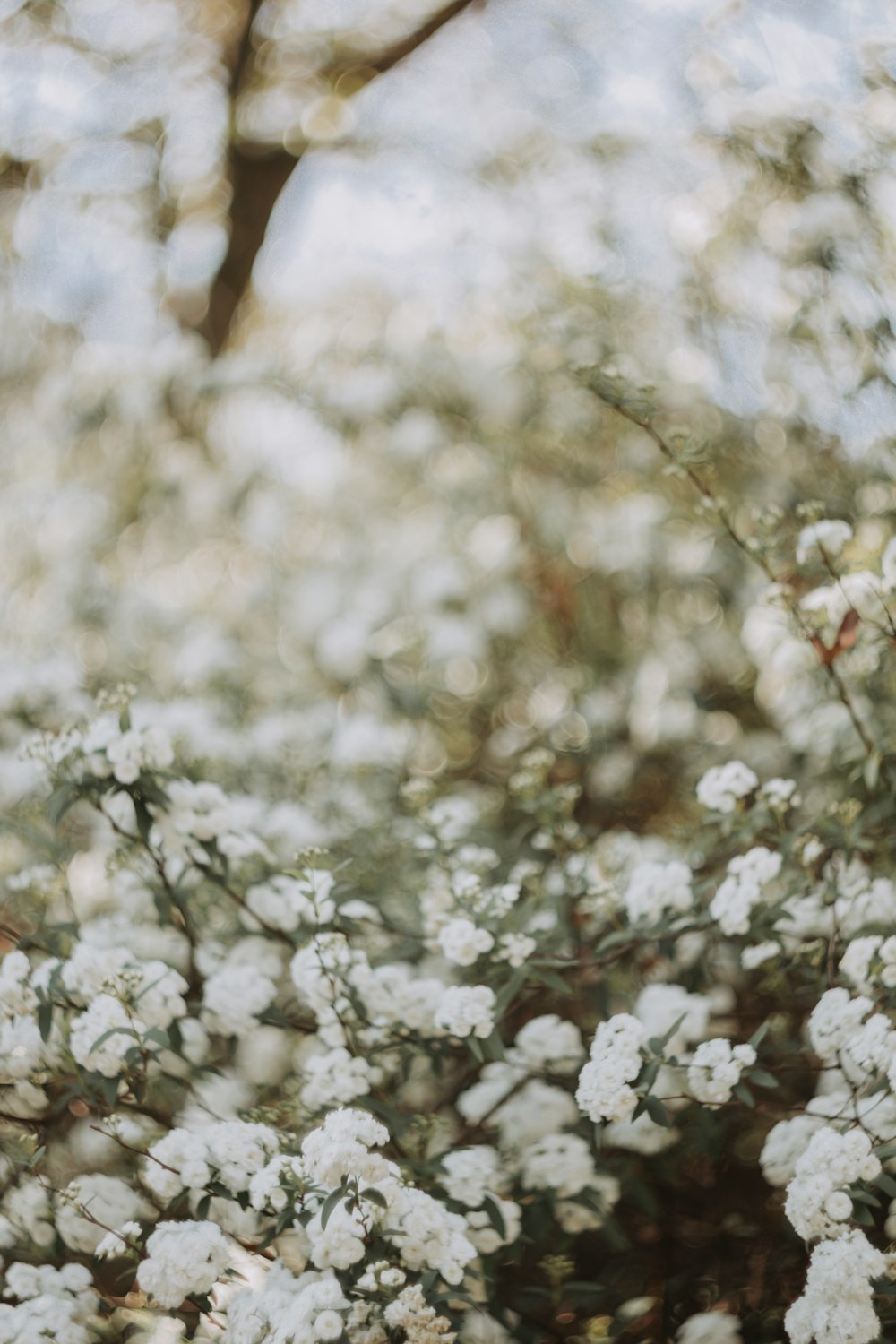 a bunch of white flowers growing on a tree