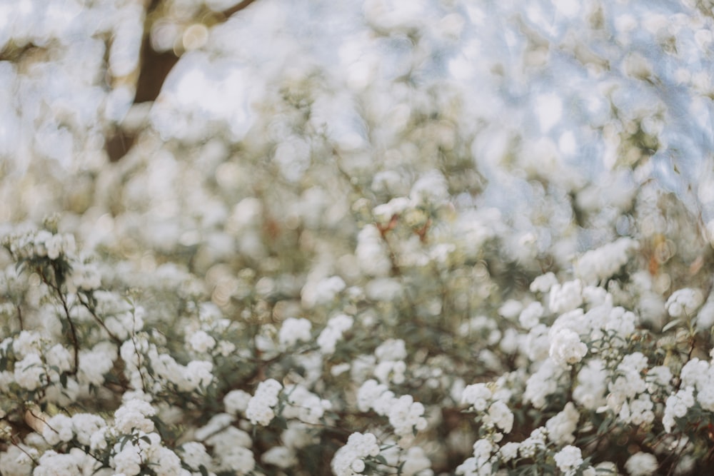 a bunch of white flowers in a field