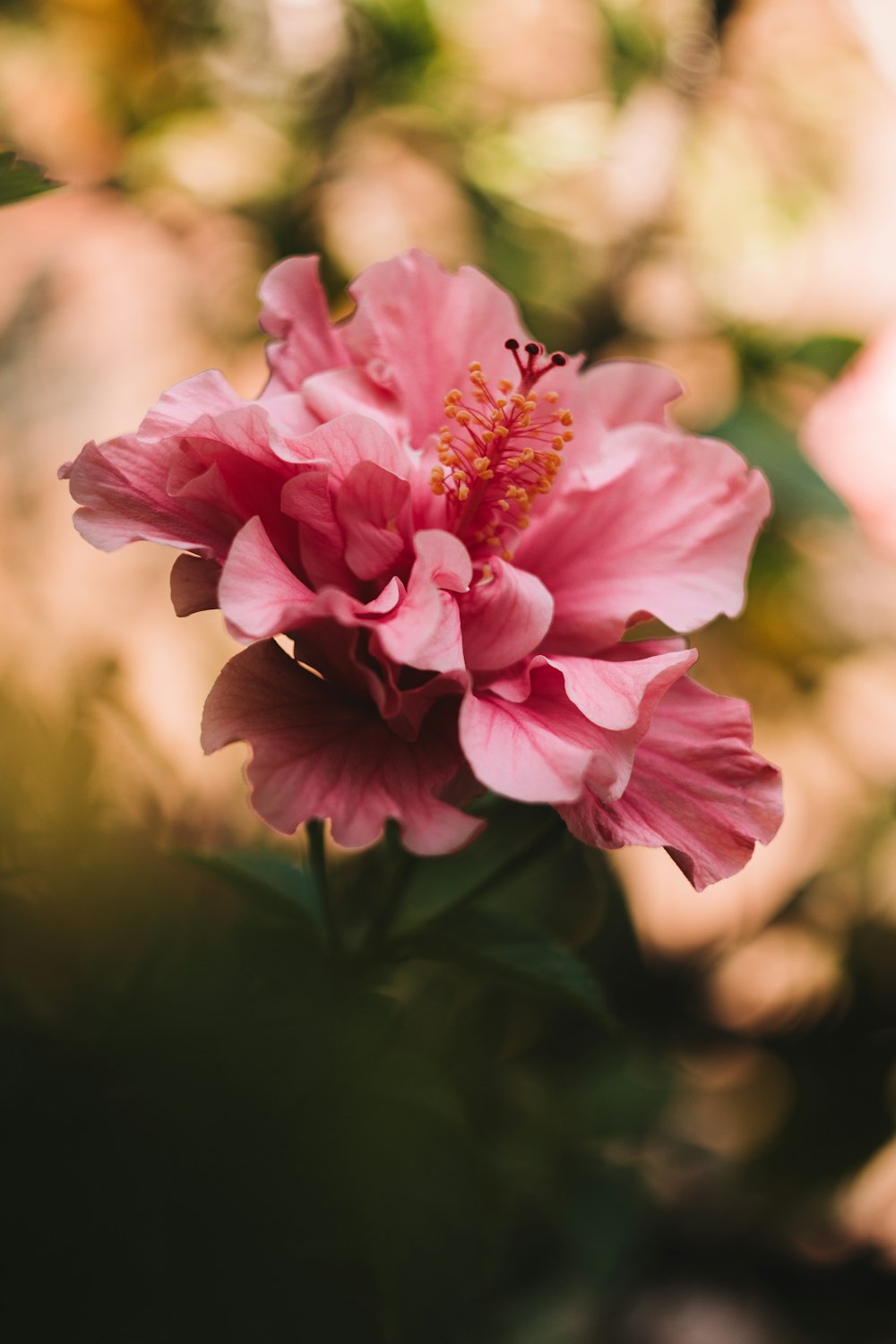 Un primer plano de una flor rosa con un fondo borroso