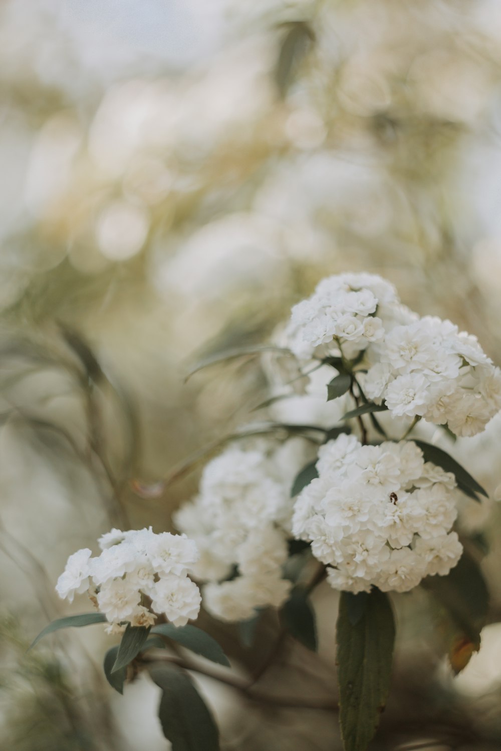 a close up of a white flower on a tree