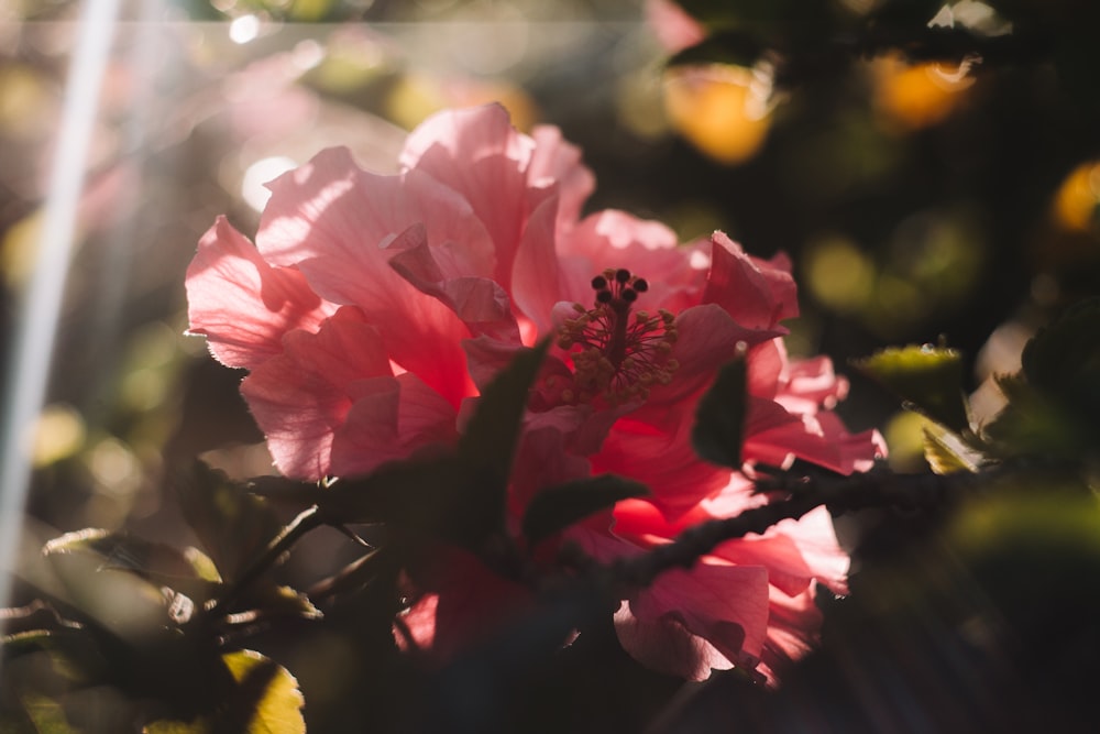 a close up of a pink flower on a tree