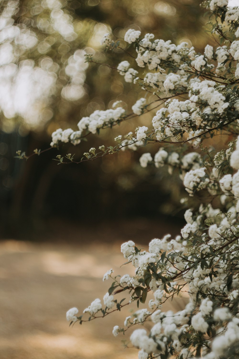 a close up of a bush with white flowers