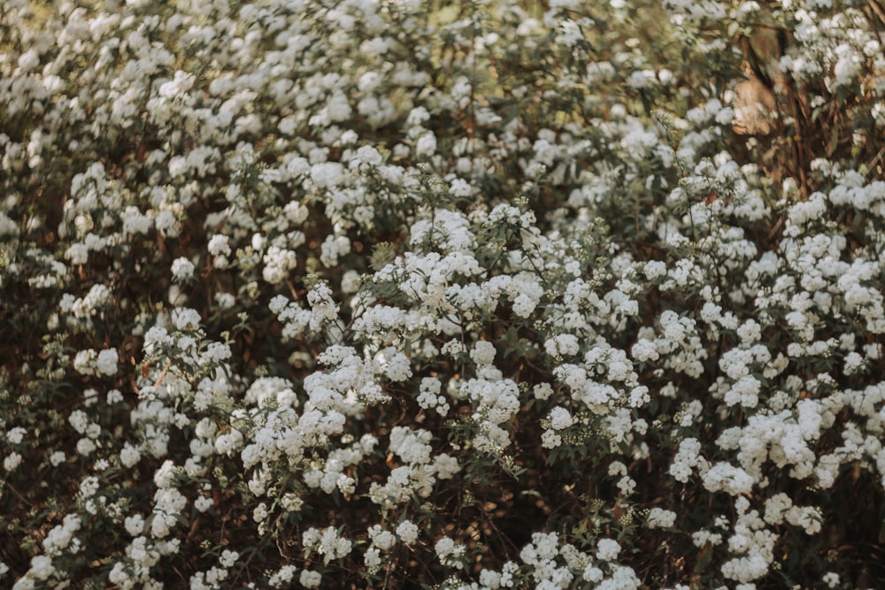 a bunch of white flowers in a field