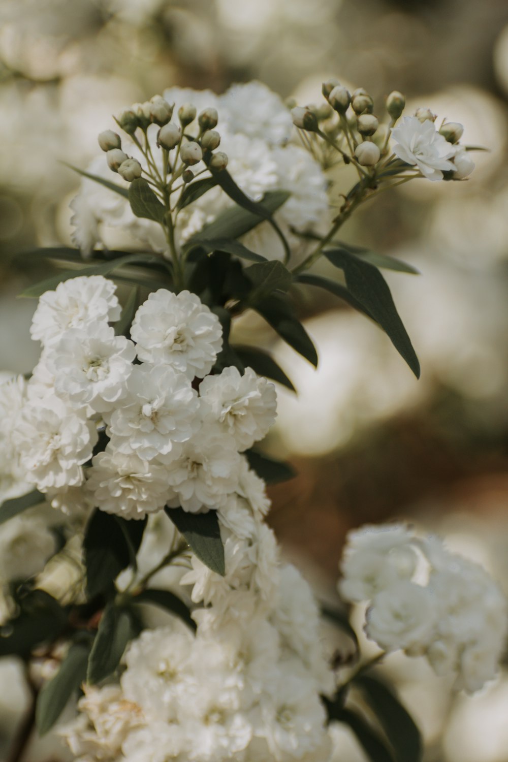 a close up of a bunch of white flowers