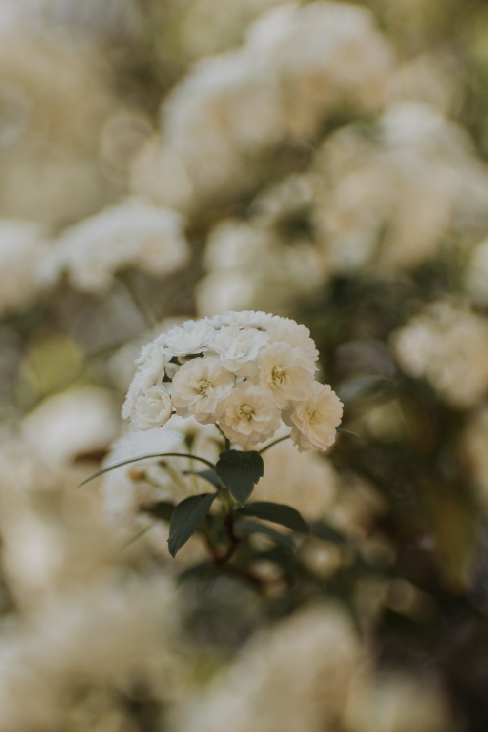 a close up of a white flower on a tree