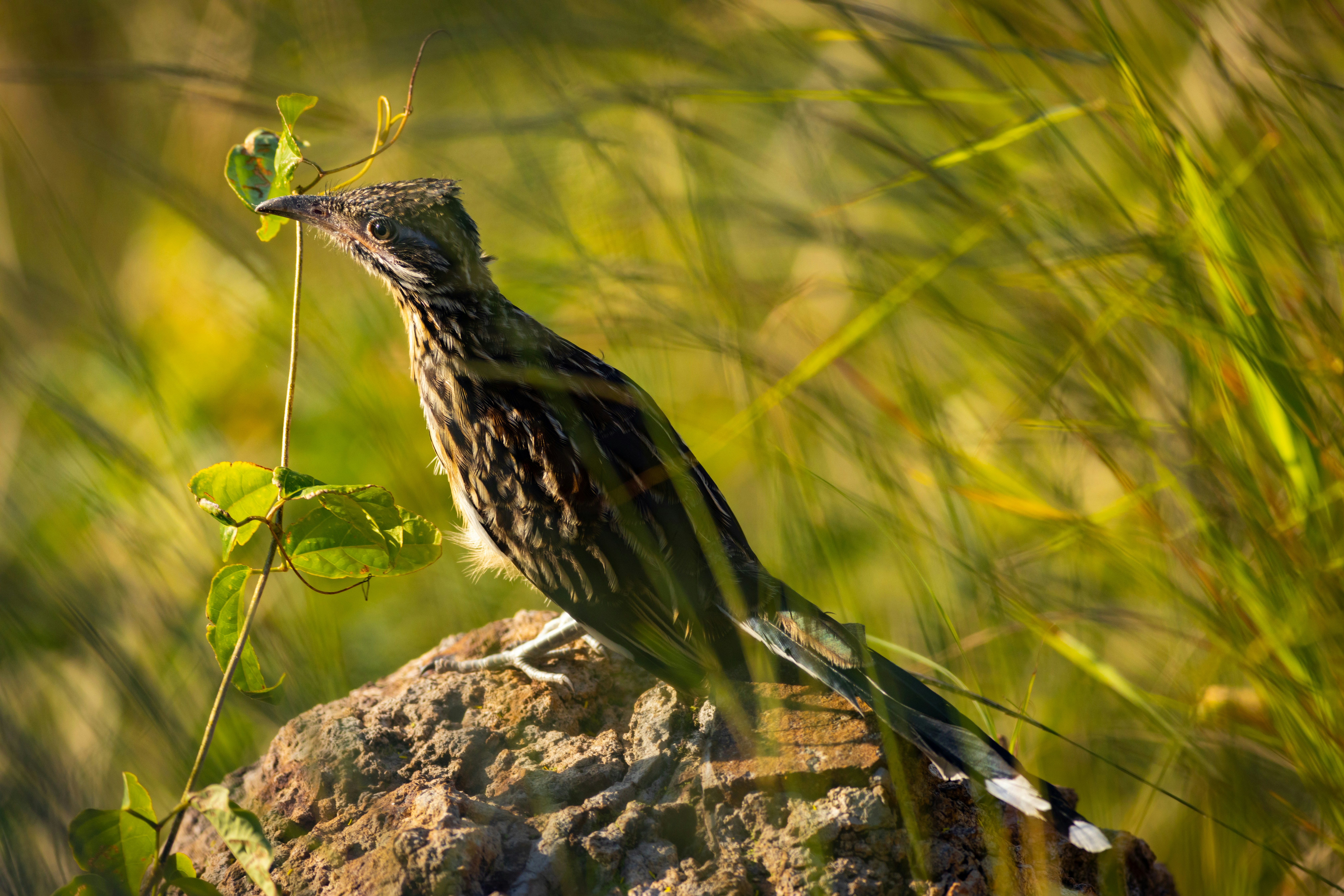 풀밭의 바위 위에 서있는 작은 새