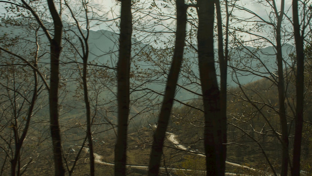 a view of a winding road through the woods