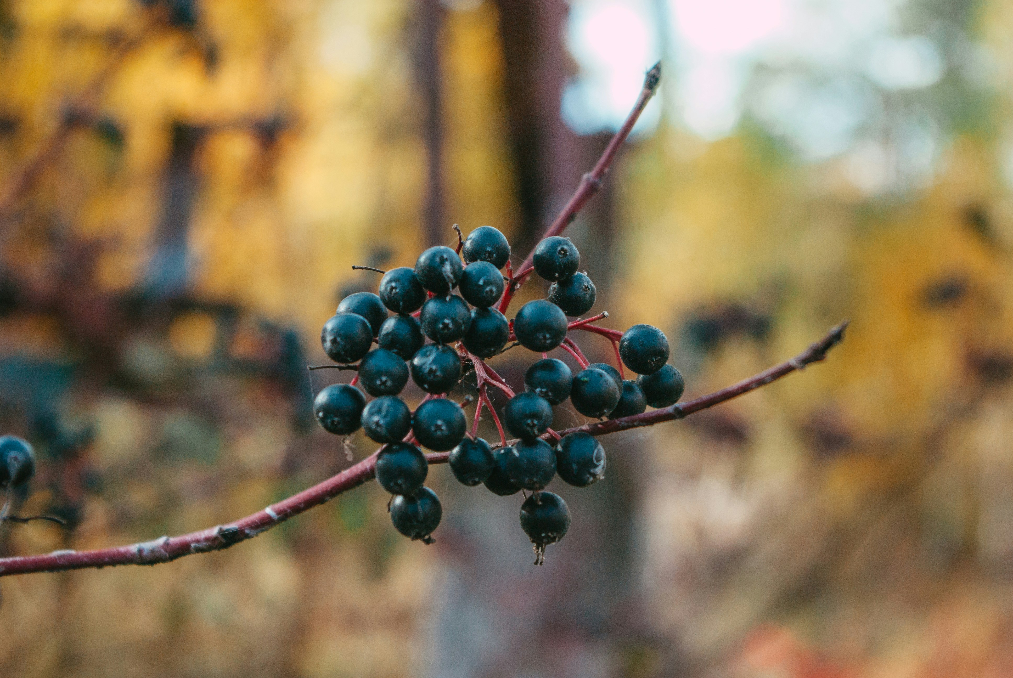 Photo by moonmoons_days