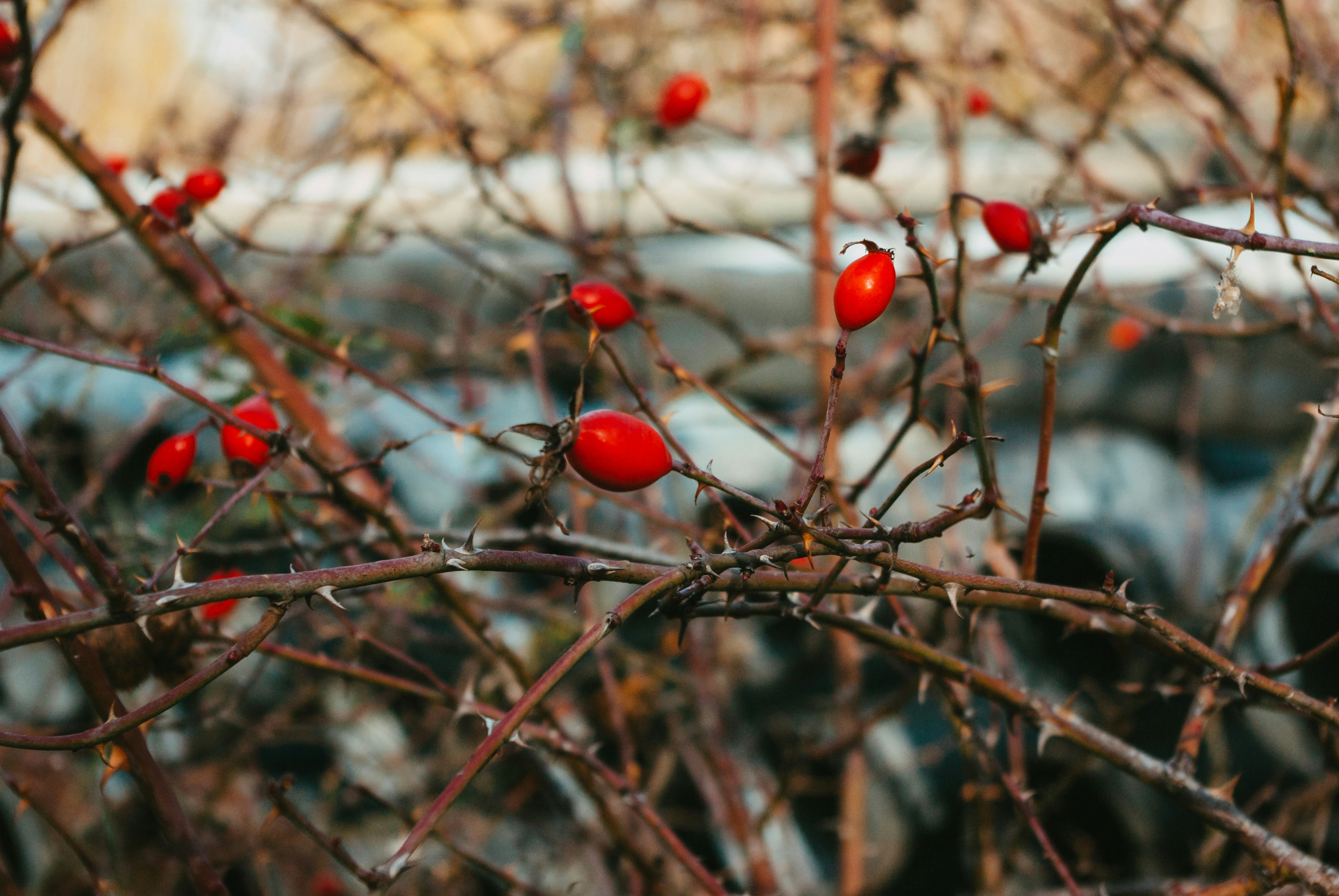 Photo by moonmoons_days