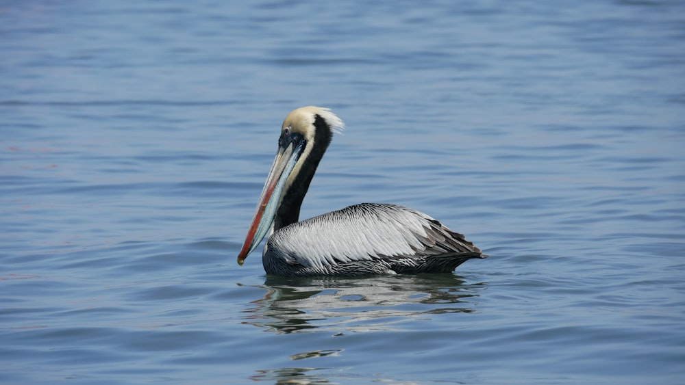 a pelican is swimming in the water