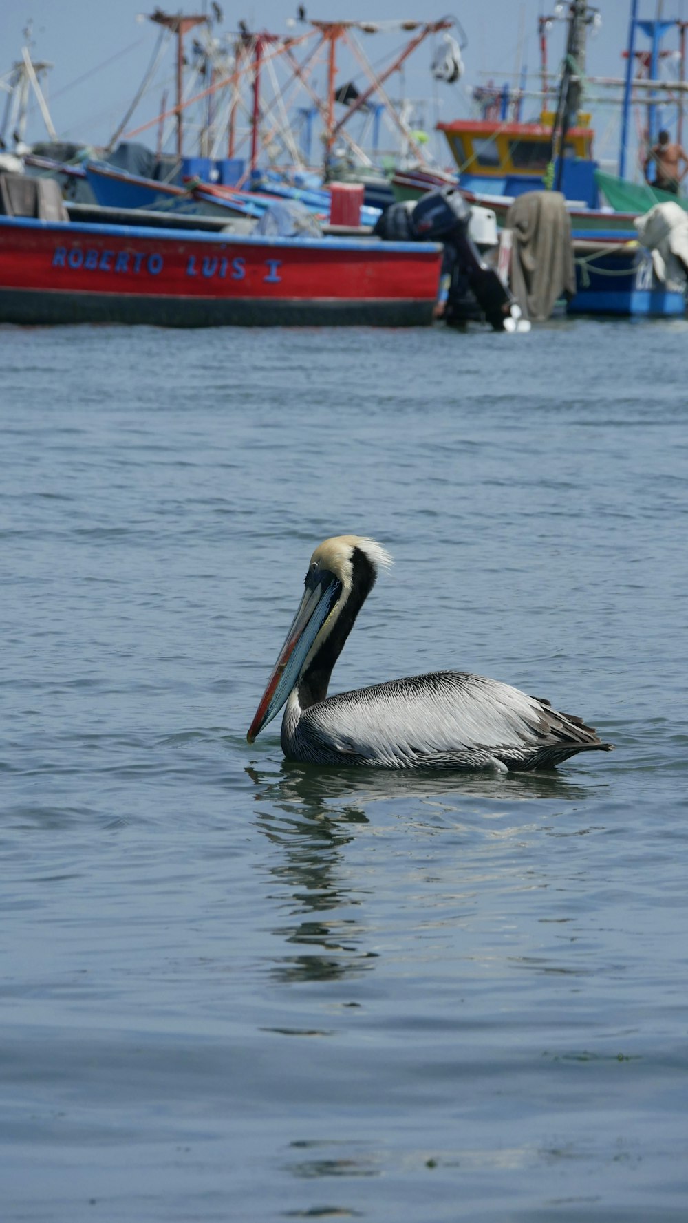 a pelican is swimming in the water near boats
