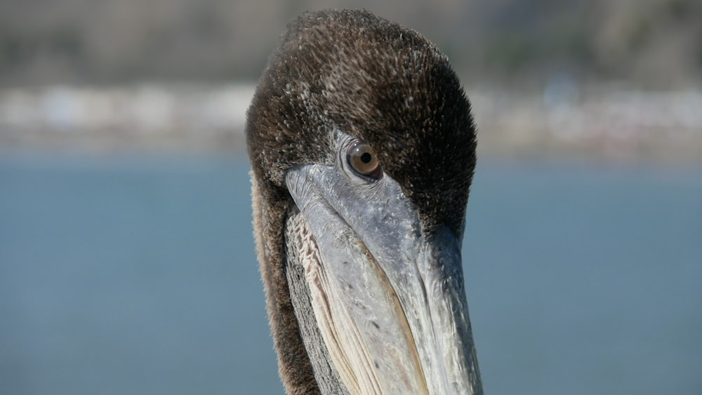 a close up of a bird near a body of water