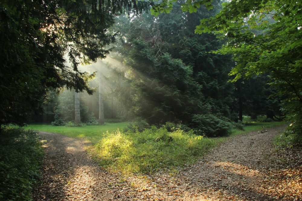 a dirt road in the middle of a forest