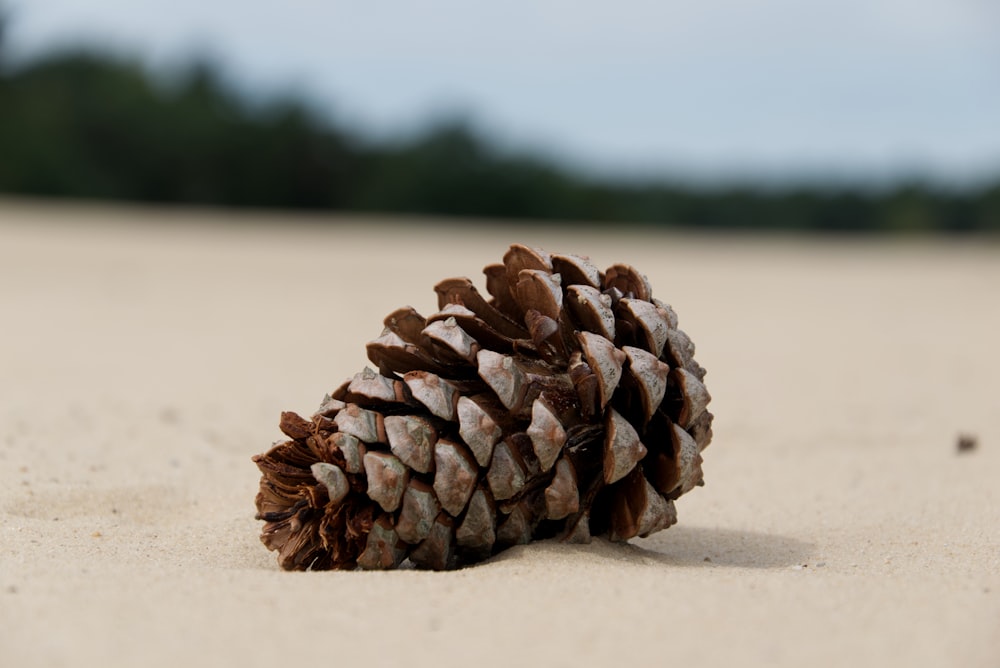 a close up of a pine cone in the sand