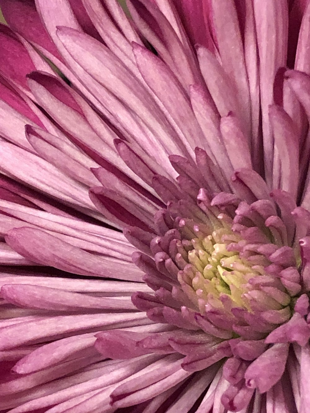 a close up of a pink flower with a white center