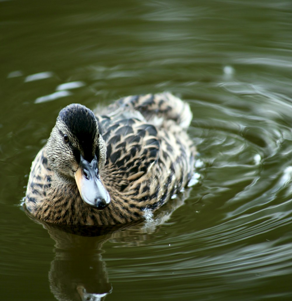 a duck floating on top of a body of water