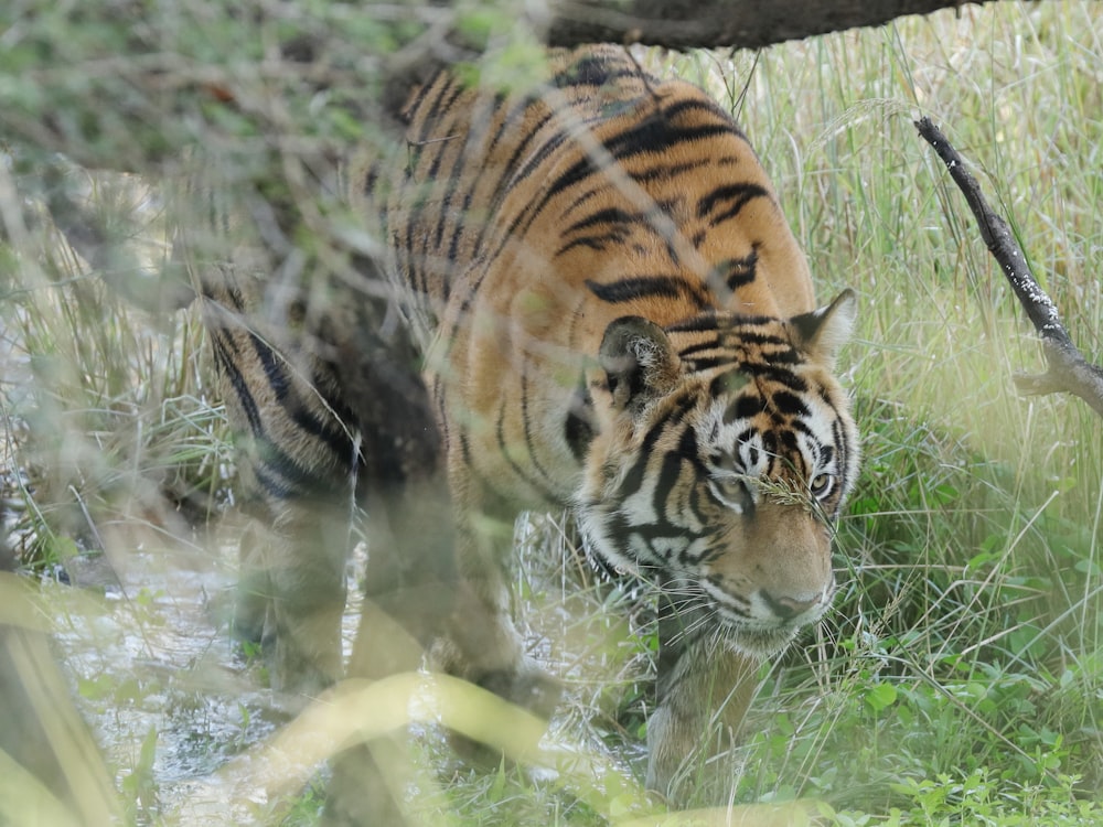 a tiger walking through tall grass in a forest