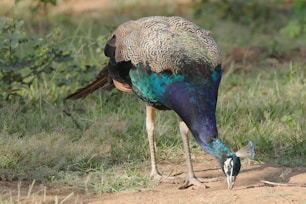 a peacock is standing in the grass with its head down